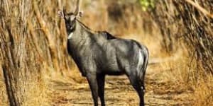 Dajipur Wildlife Sanctuary